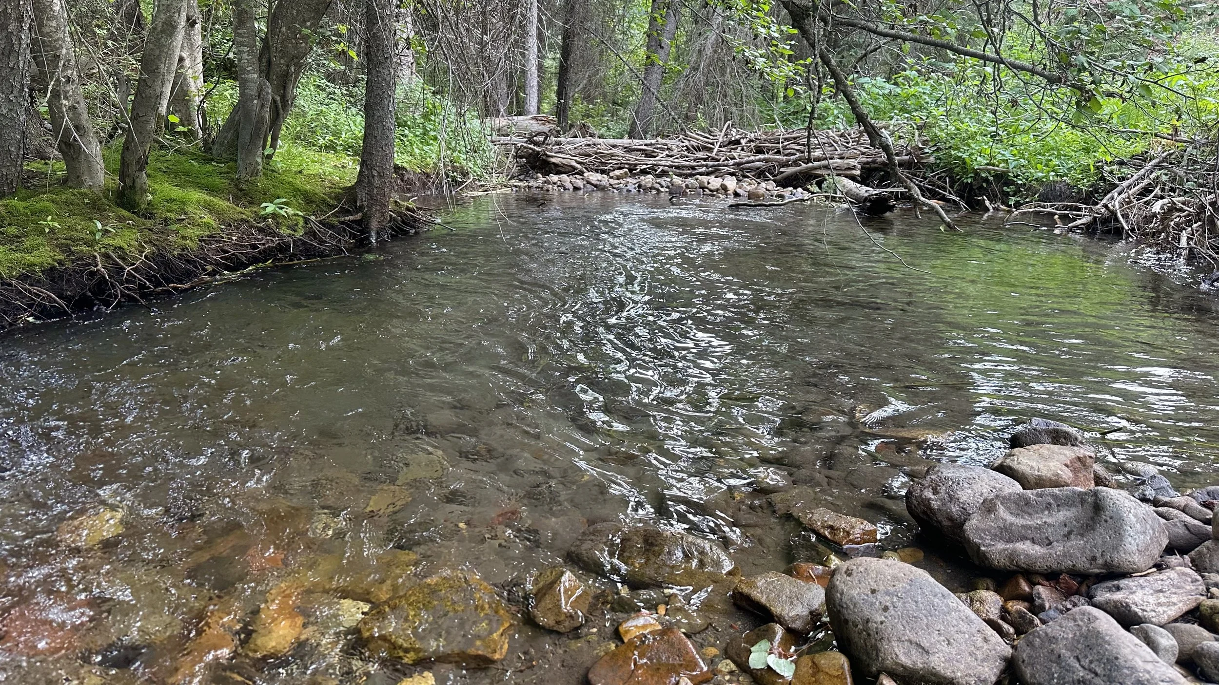 There is a road in the Western San Juan Mountains that you can take north from Highway 145 that will lead you to some of the best and most beautiful fly fishing spots imaginable. The trout ain’t large, but they are always a-bitin’. If you take the We