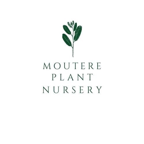 Moutere Plant Nursery