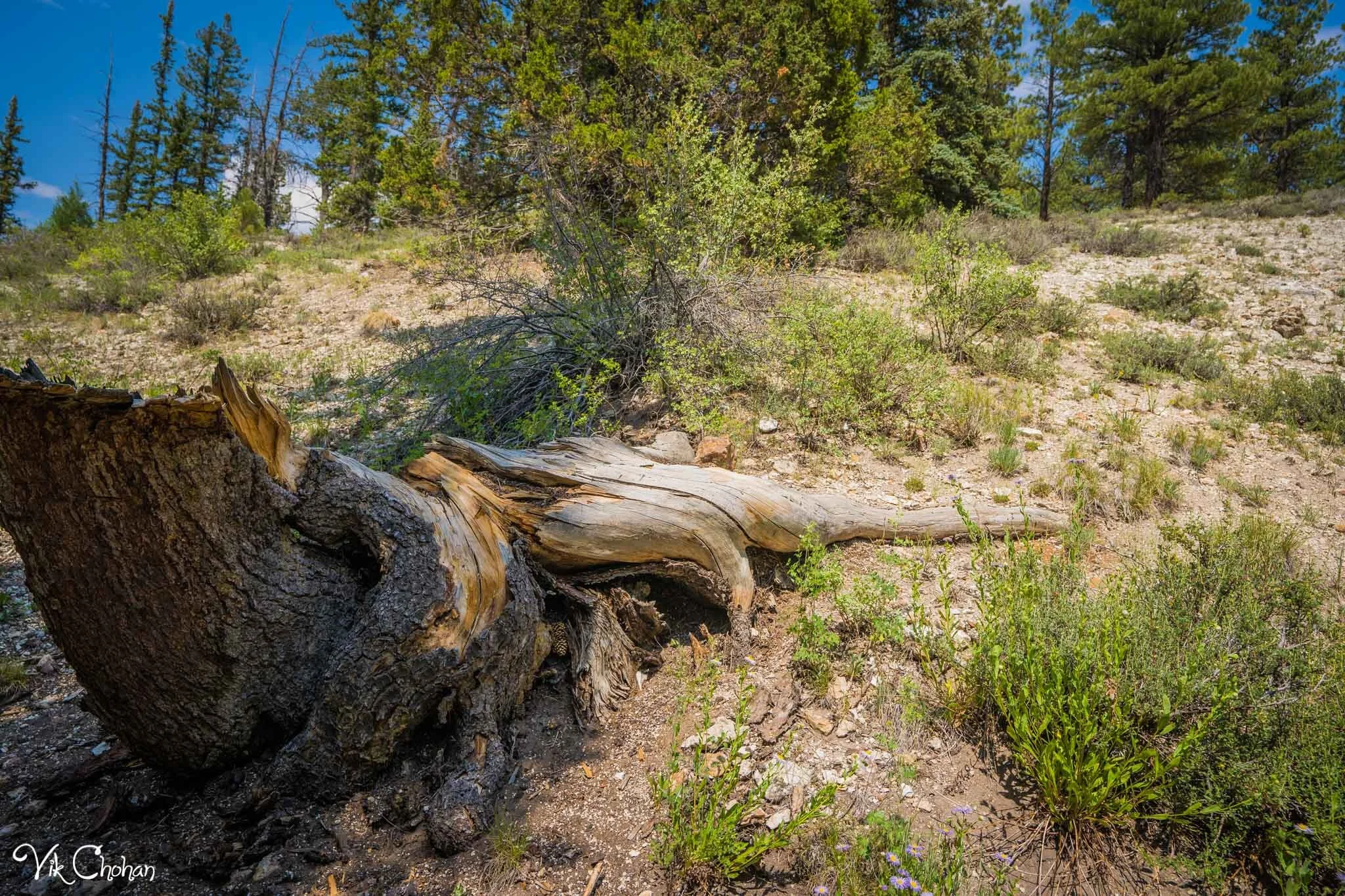 2021-07-11-Panguitch-Lake-Vacation-Day-2-Vik-Chohan-Photography-Photo-Booth-Social-Media-VCP-085.jpg