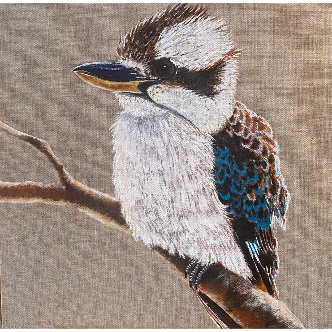 Fluffy Kookaburra