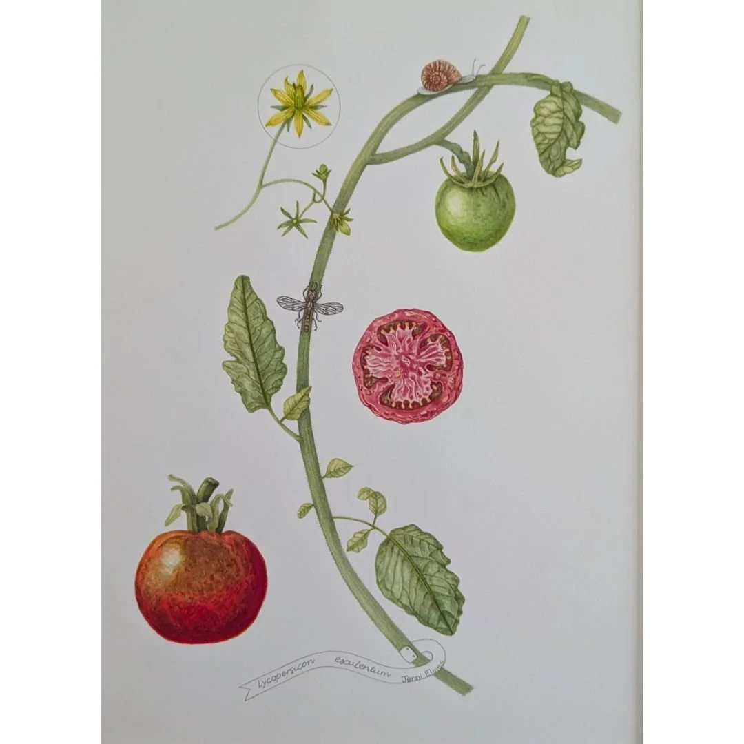 Lycopersicon esculentum - Tomato
