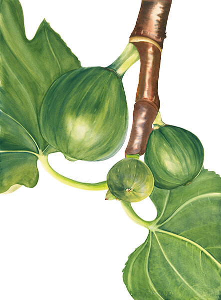 May C - Fig - Ficus carica.jpg