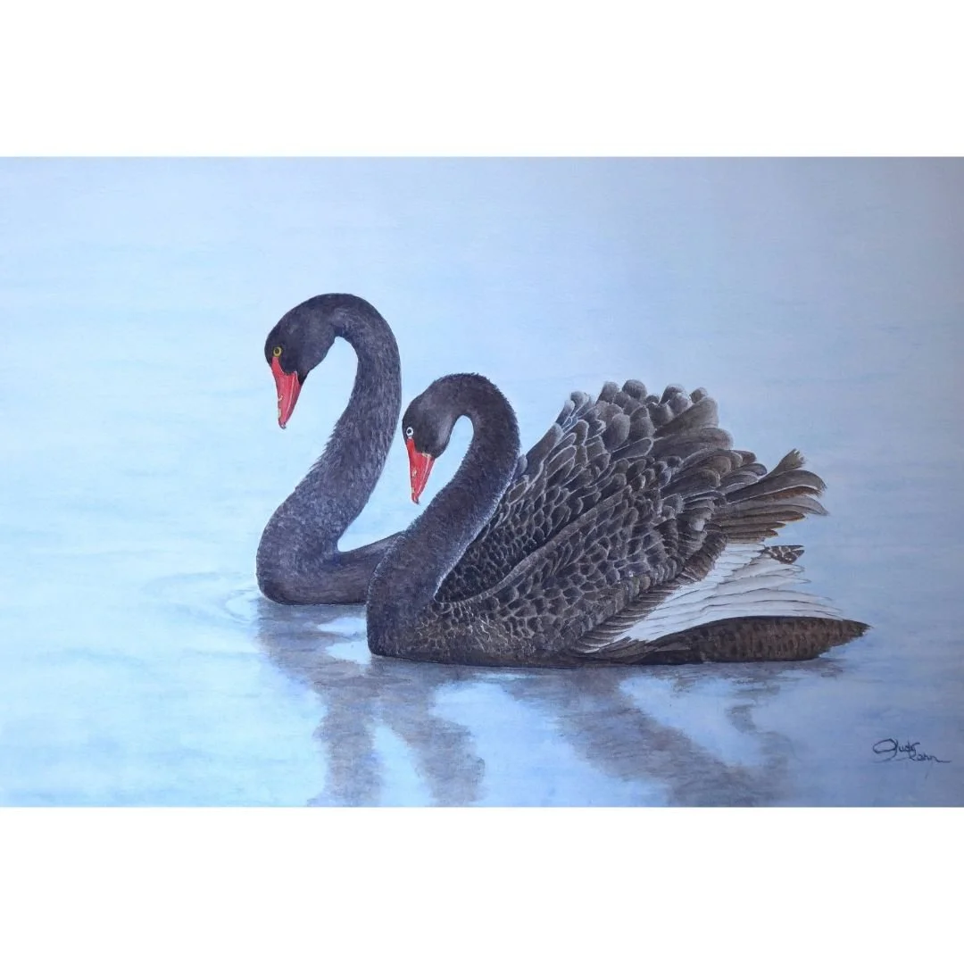 Two Swans-a-swimming