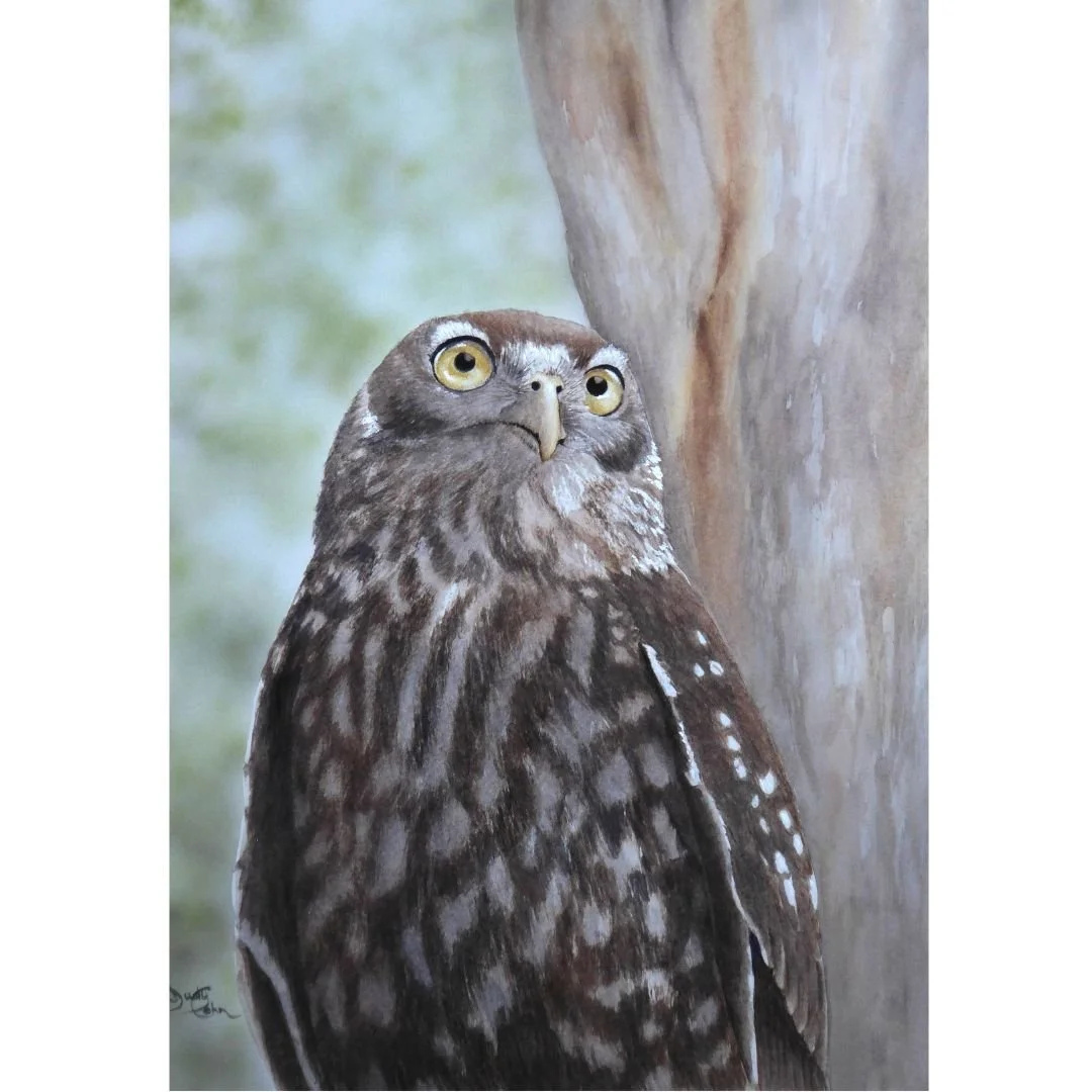 Barking Owl