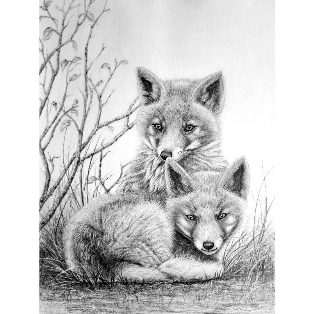 Two cute little Red Fox