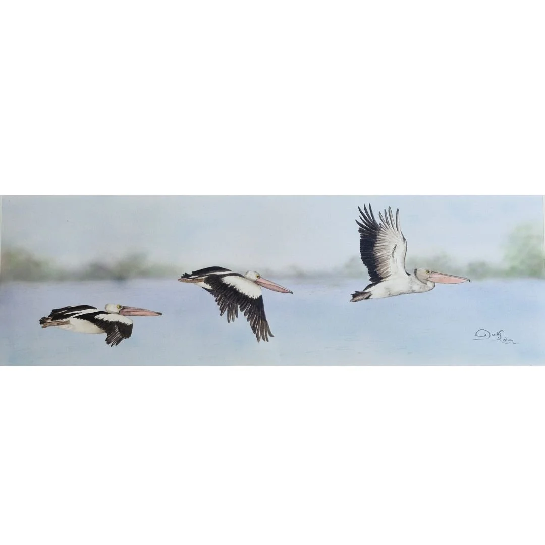 Pelican Flypast
