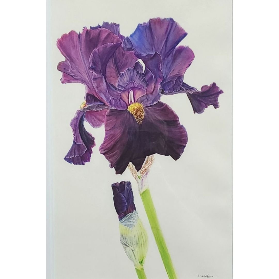 Bearded Iris