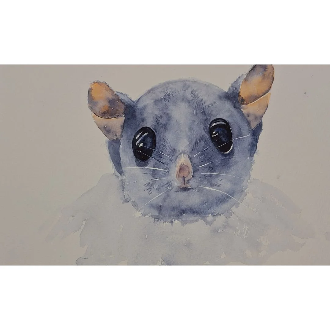 Possum