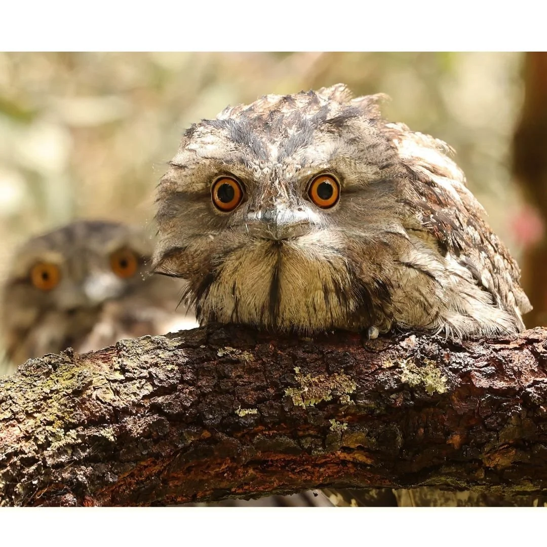 Here's Looking at you