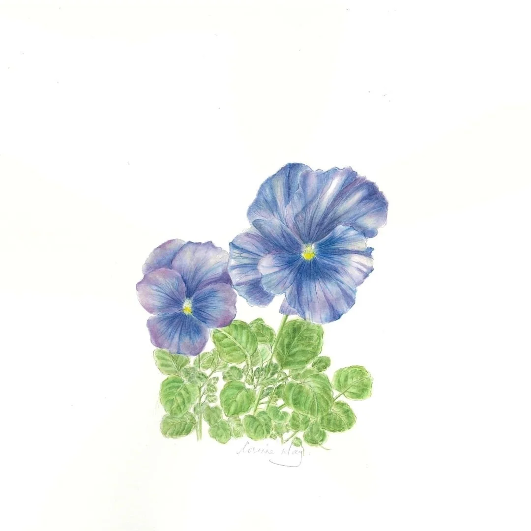 Pansies