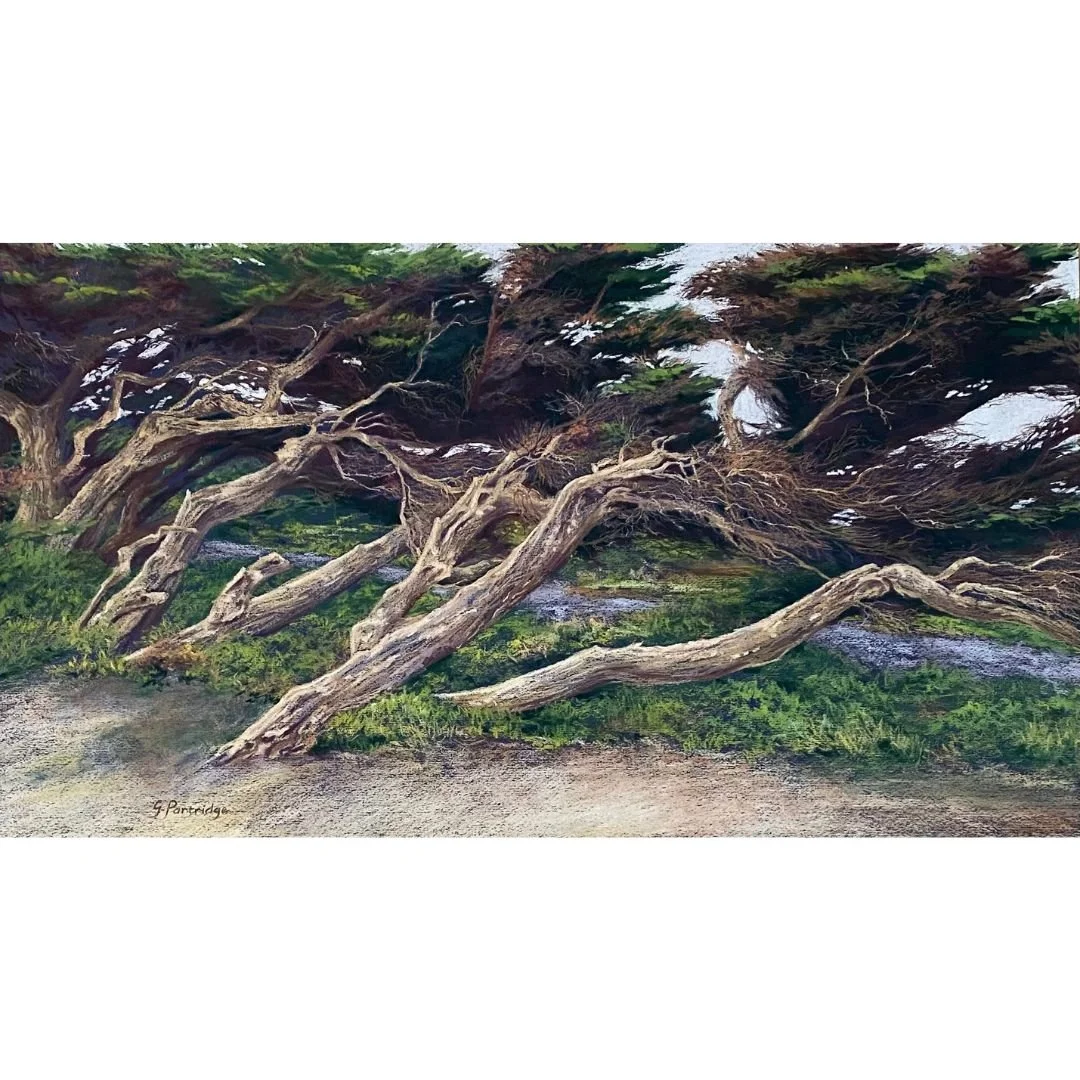 Windswept Cypress