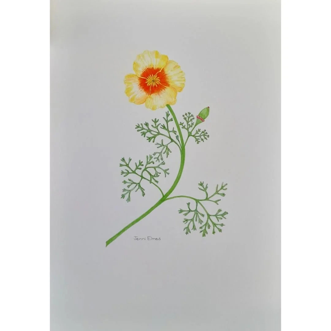 Eschscholzia California