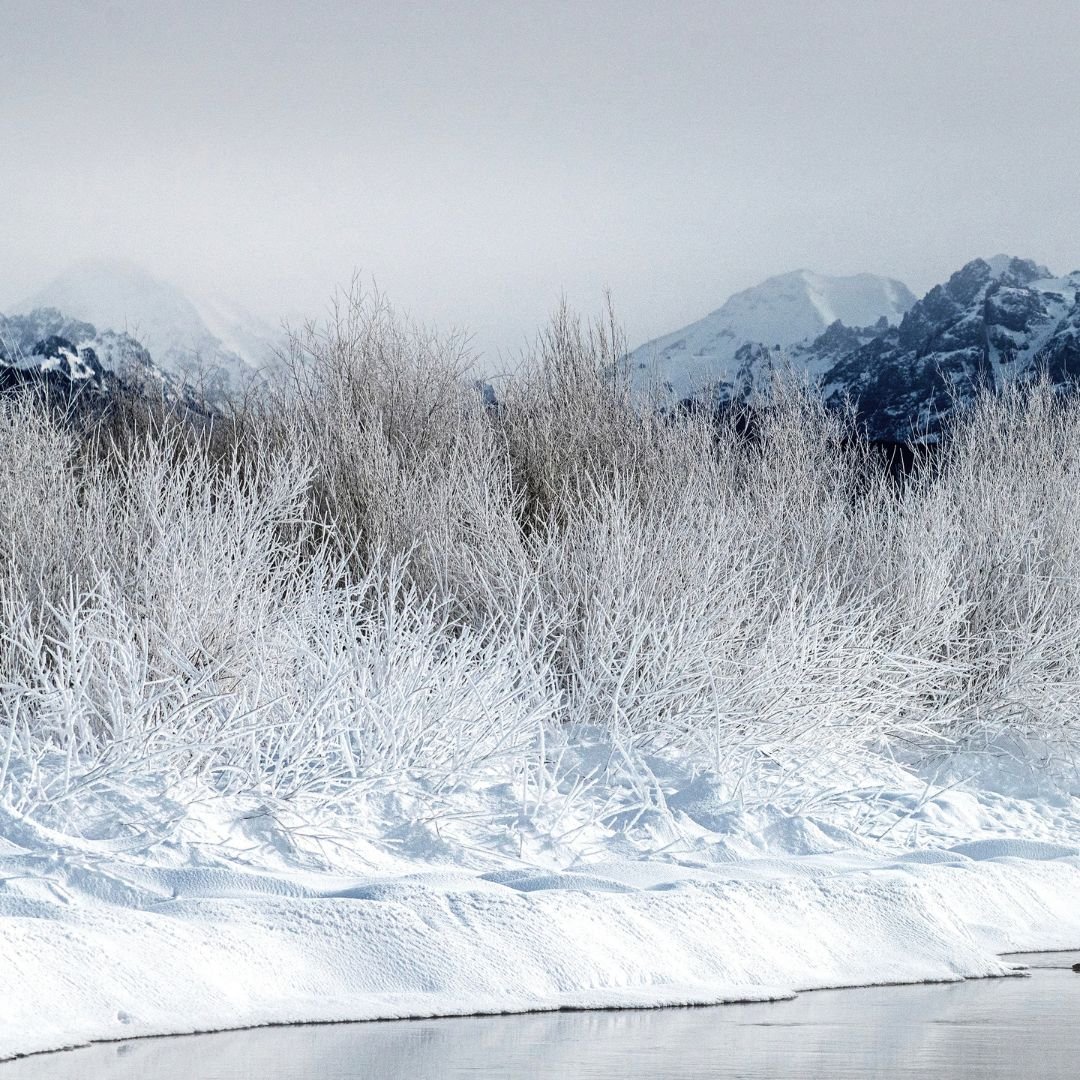Frozen Grasses on Stream Bank, Mongolia