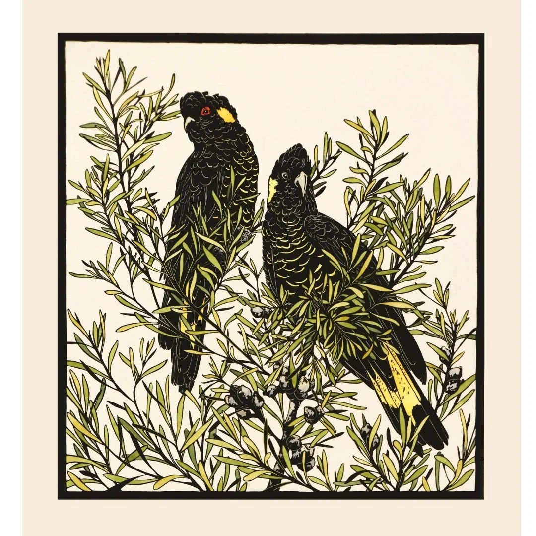 Yellow Tails in Hakea