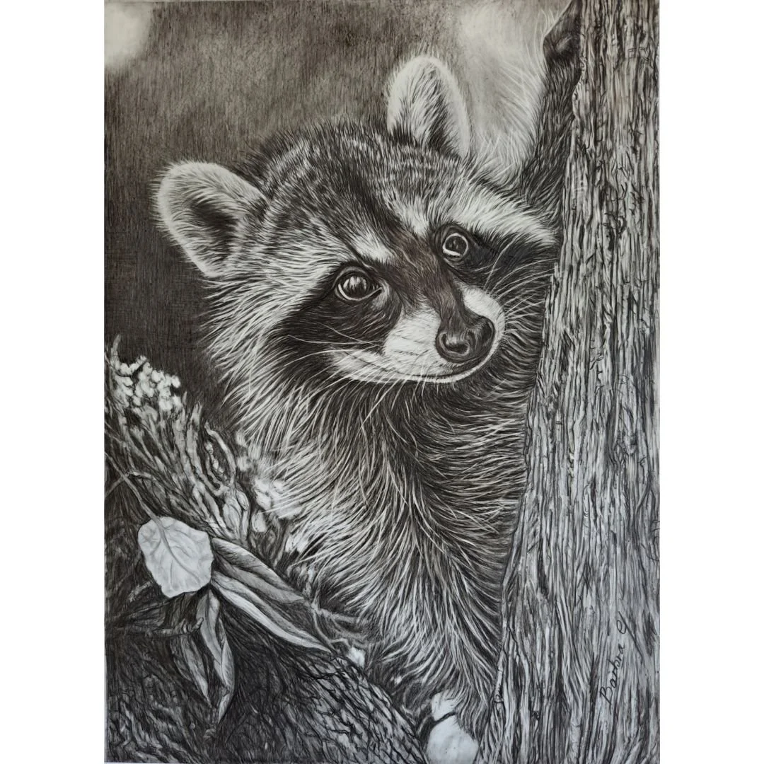 Inquisitive Racoon