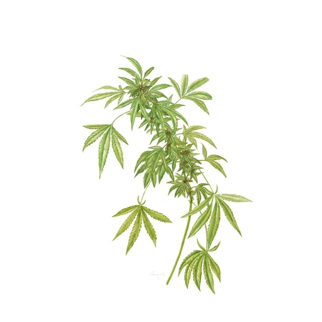 Marijuana Plant