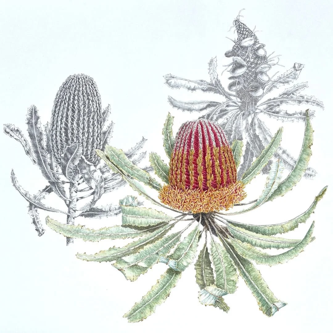 Banksia menziesii