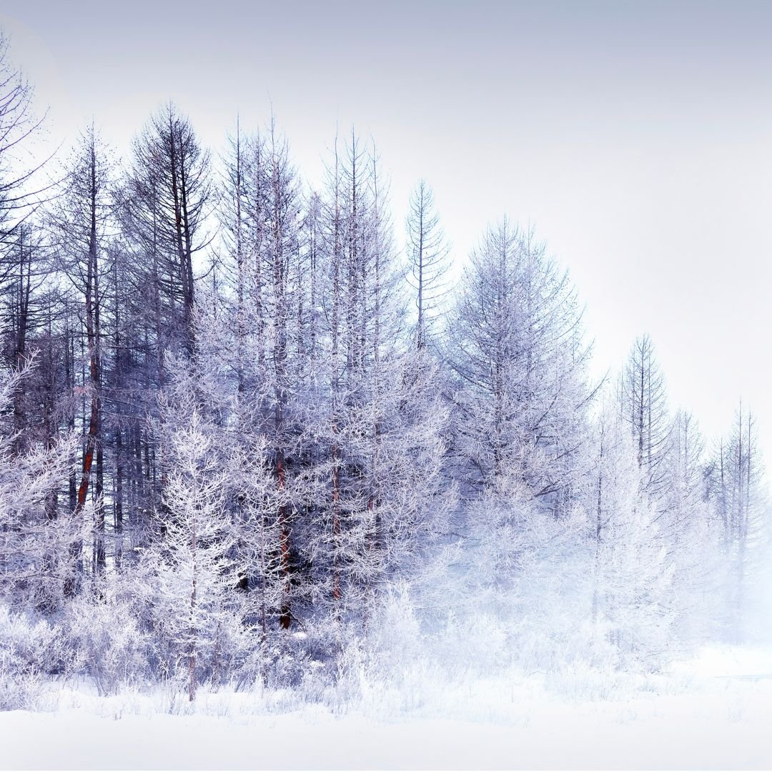 Pre Dawn Frozen Forest, Mongolia