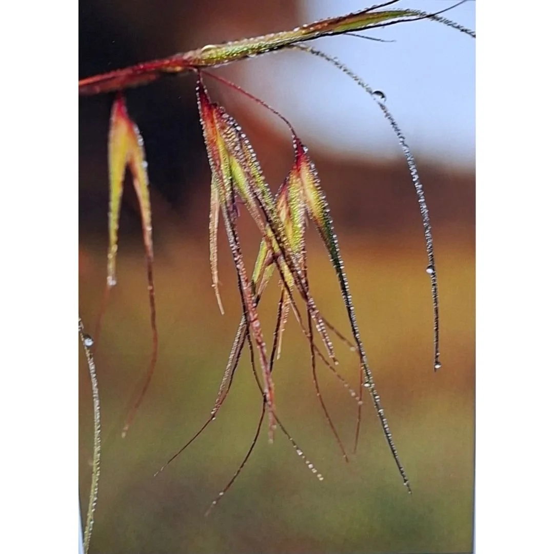 Kangaroo  Grass