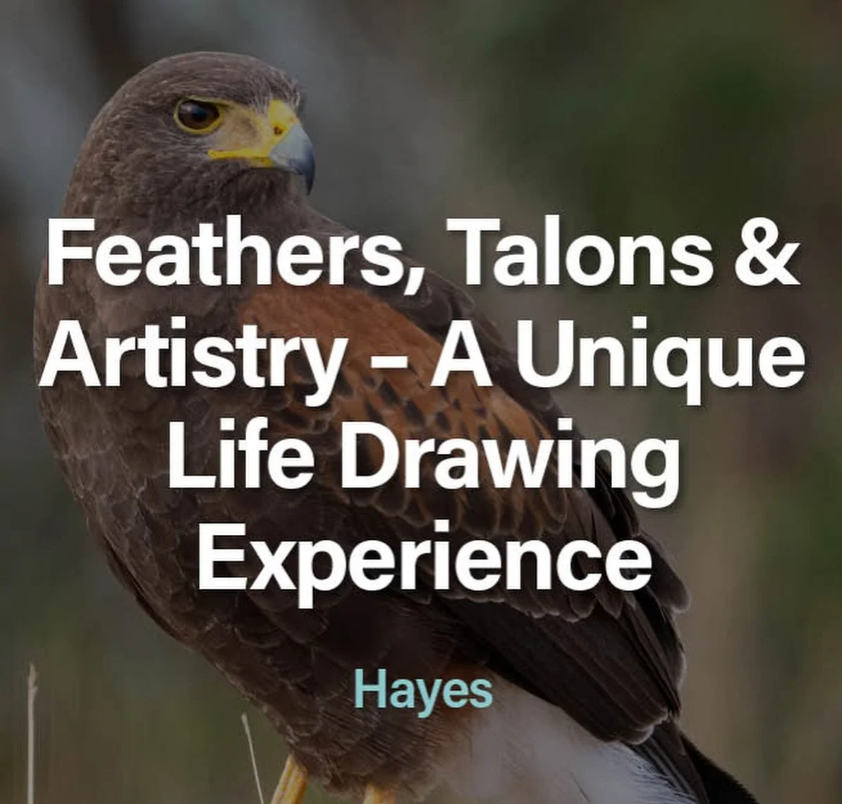 A Unique and Magical Life Drawing Experience! January 31st - an amazing Saturday afternoon treat. This is an incredible opportunity to draw a live bird of prey, under the guidance of our fabulous tutors. There will be 2 birds to draw, and you will sp