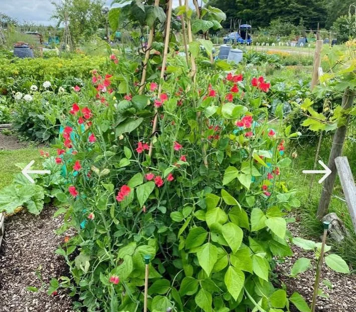 Join us for a wonderful outdoor art session! Come along and join us for a fun and friendly drawing and painting at West Wickham Allotments, in Hawes Lane. Refreshments will be provided by the allotment committee for a donation to charity. We'll be me