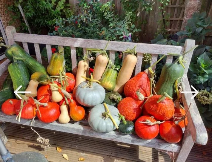 ALLOTMENTS-5.jpg