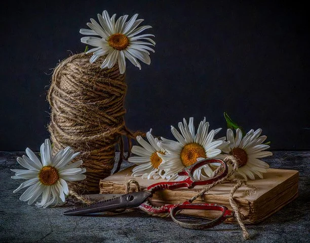 Garden Shasta Daisies.jpeg