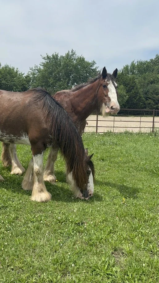 Open House:  Meet our Clydesdales!