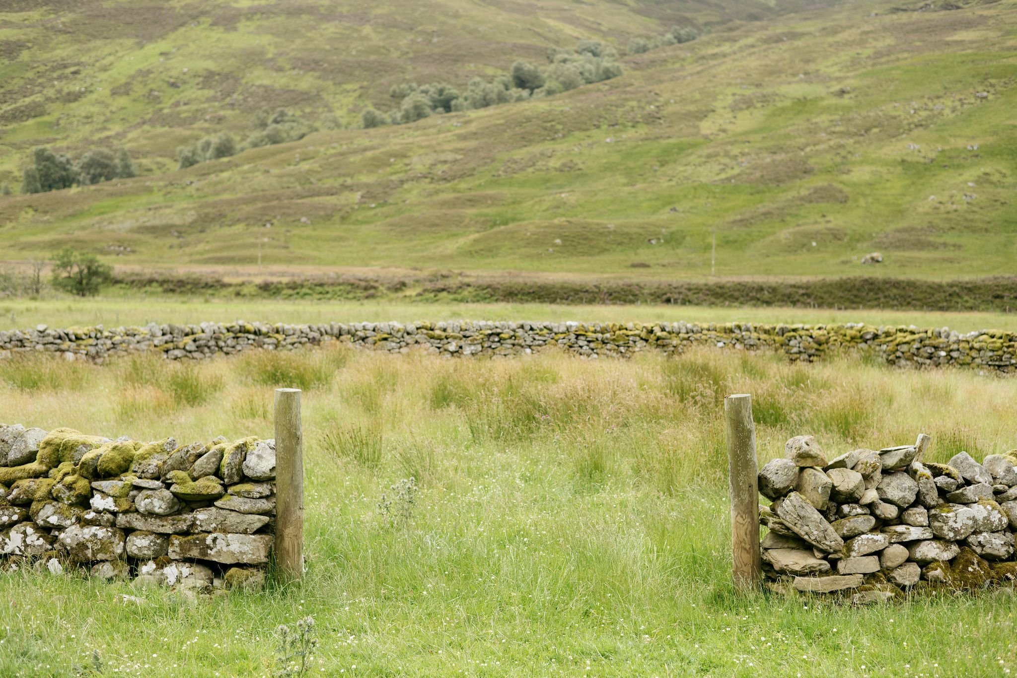 A drystone sheep stell in a field. Drystone walling in Perthshire. Drystone wallers working in Perthshire, Fife, Angus, Stirlingshire, Kinross, Lothian.