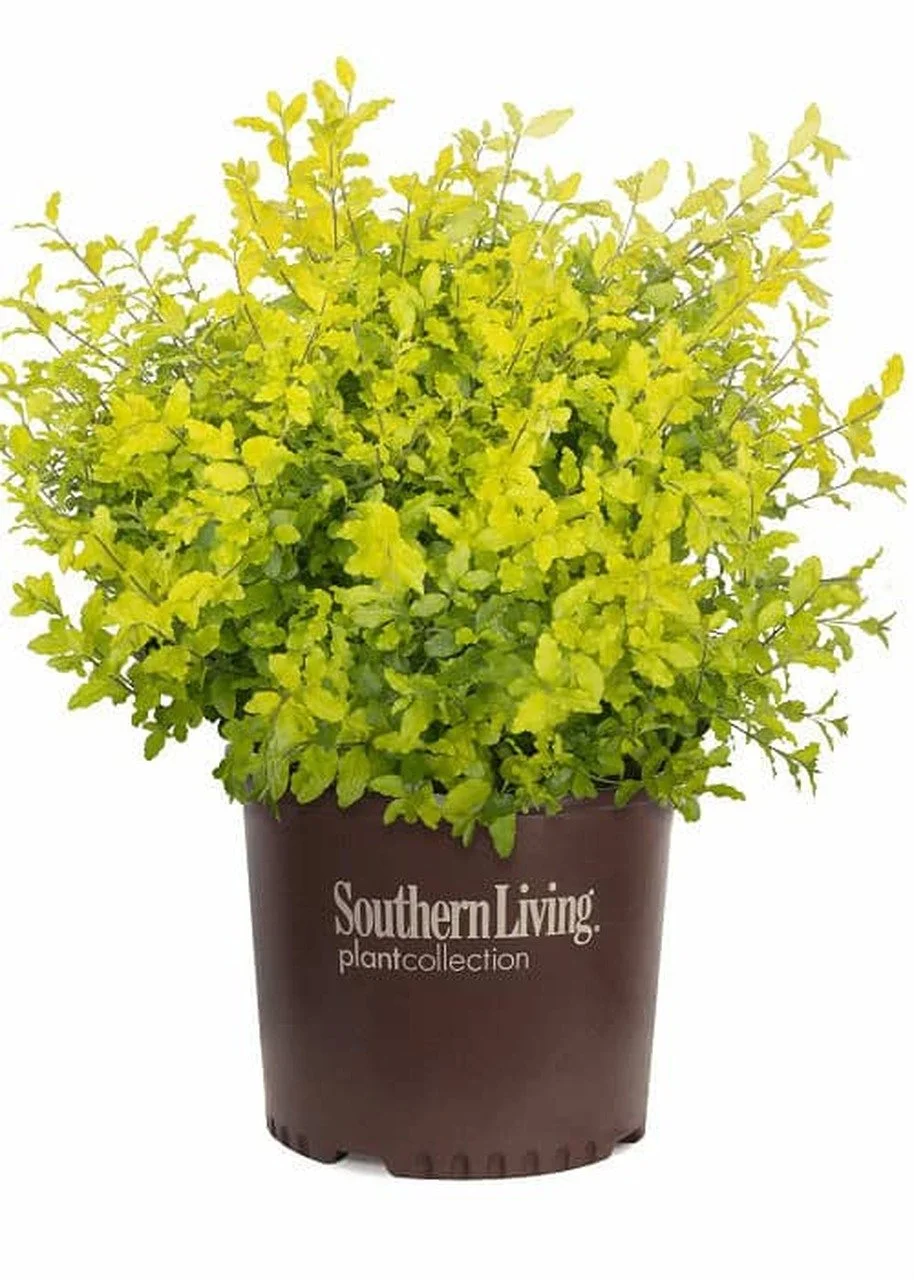 When is Pool Season?