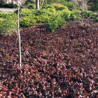 Who is the Board of Directors?