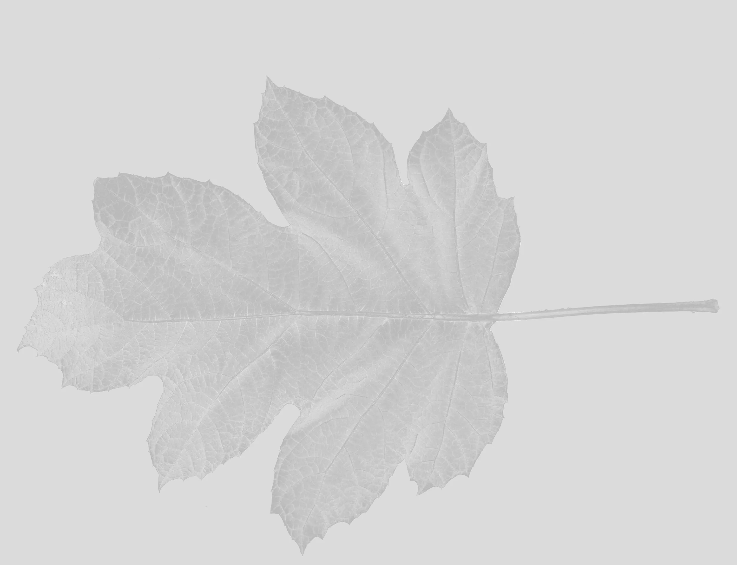 OakleafHydrangea_Back_Roughness copy.jpg