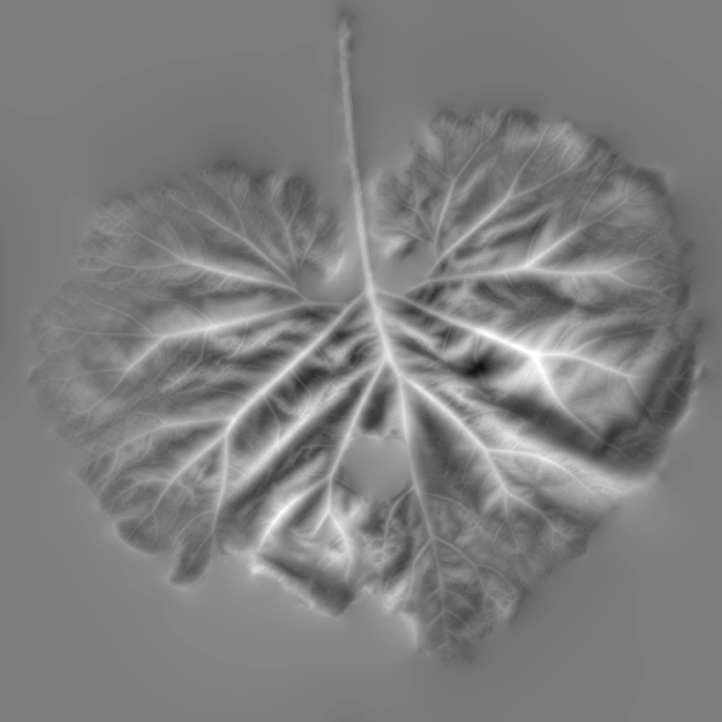 Butterbur_Back_Height copy.jpg