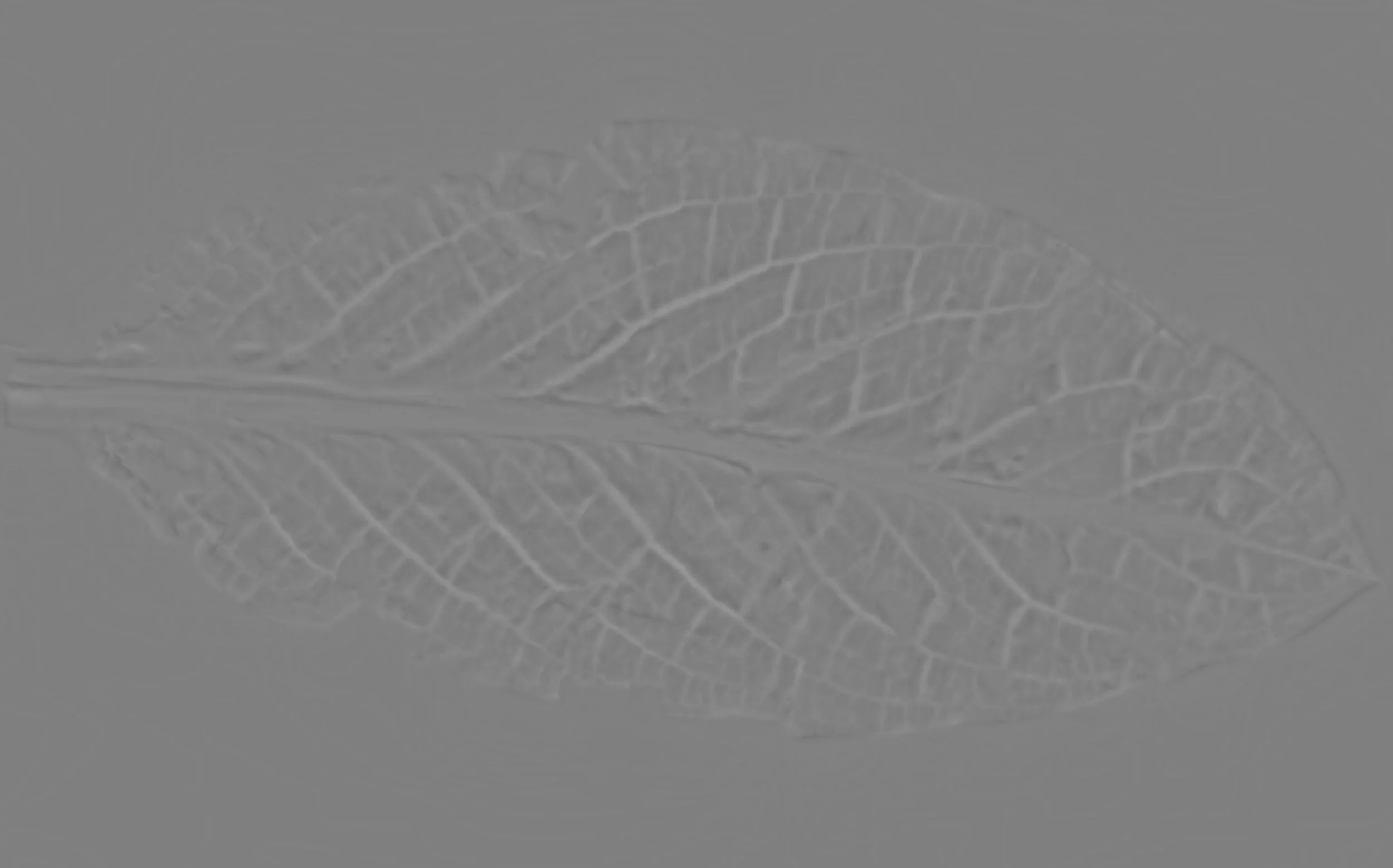 SkunkCabbage5_Back_HeightFine copy.jpg