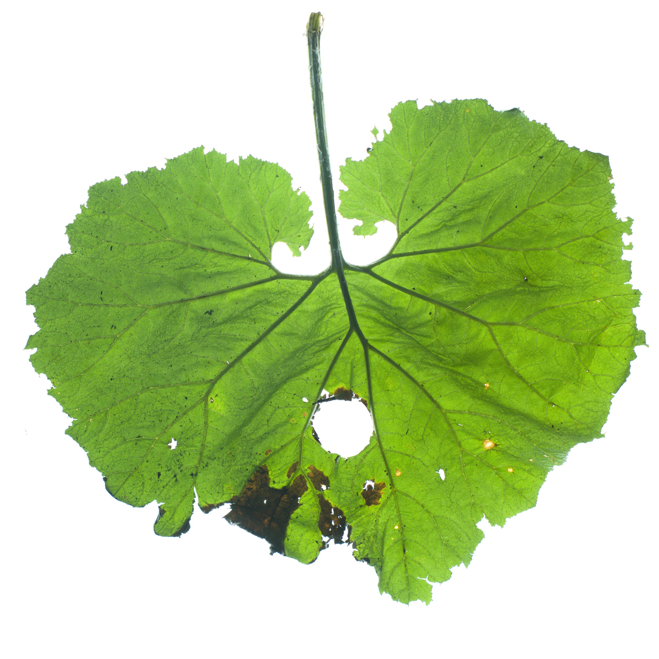 Butterbur_Back_Translucency copy.jpg