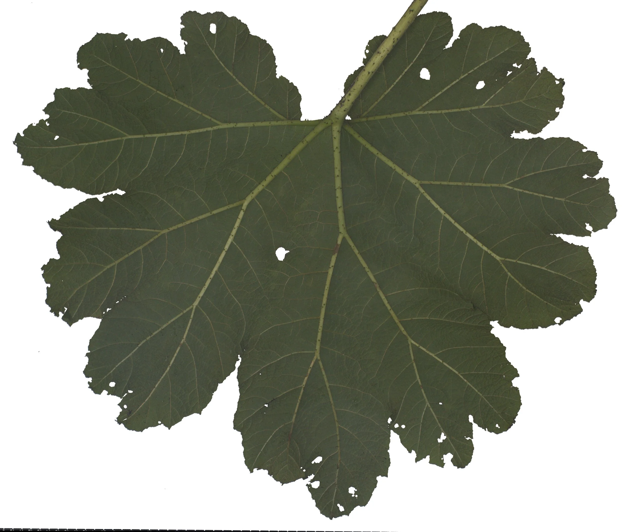 GiantRhubarbSmallWhole_Back_Color copy.jpg