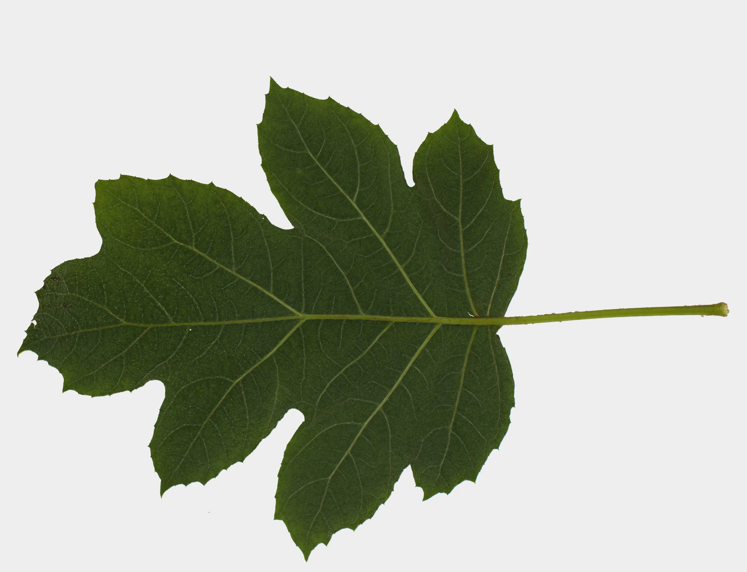 OakleafHydrangea_Back_Color copy.jpg