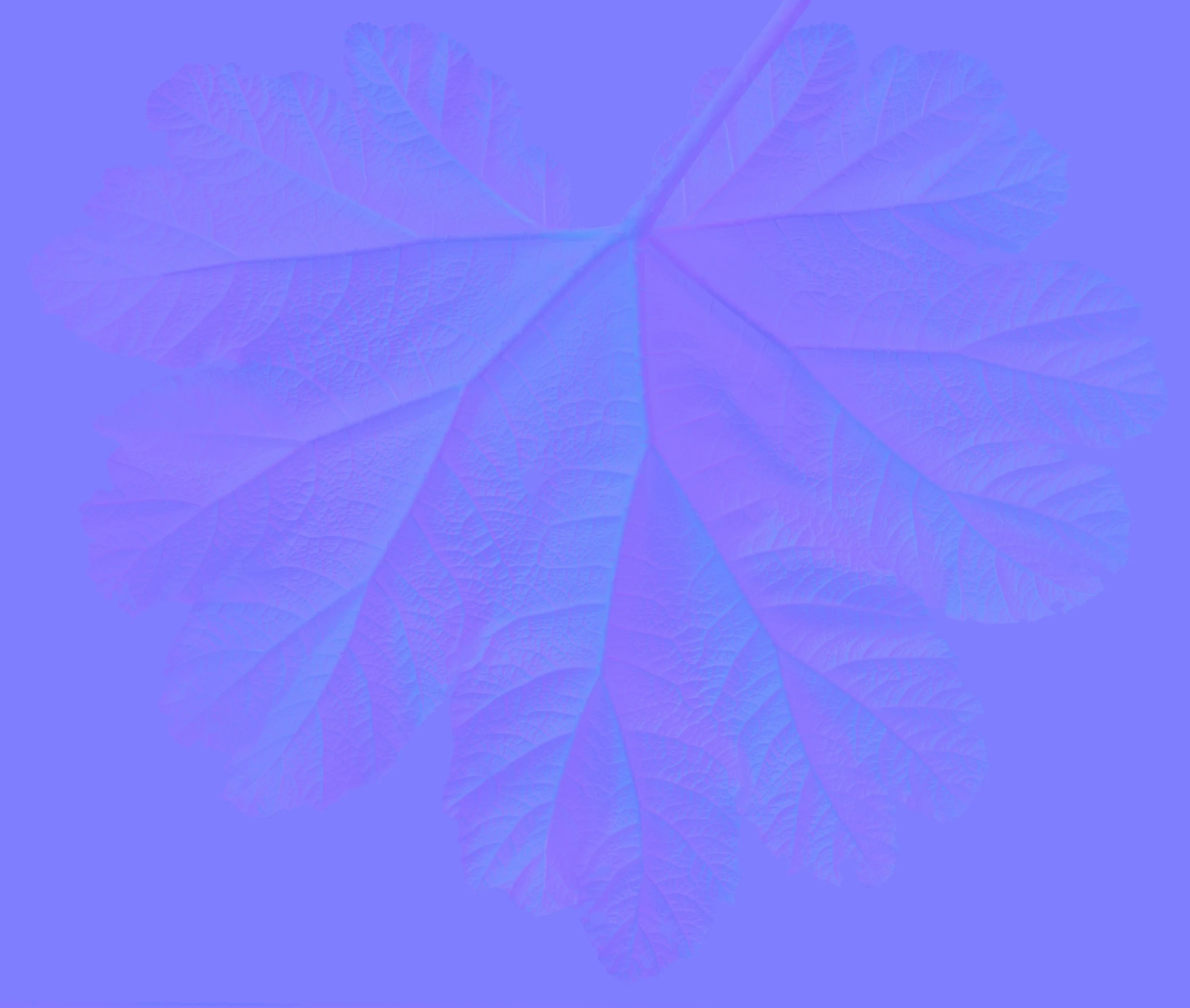 GiantRhubarbSmallWhole_Back_Normal copy.jpg