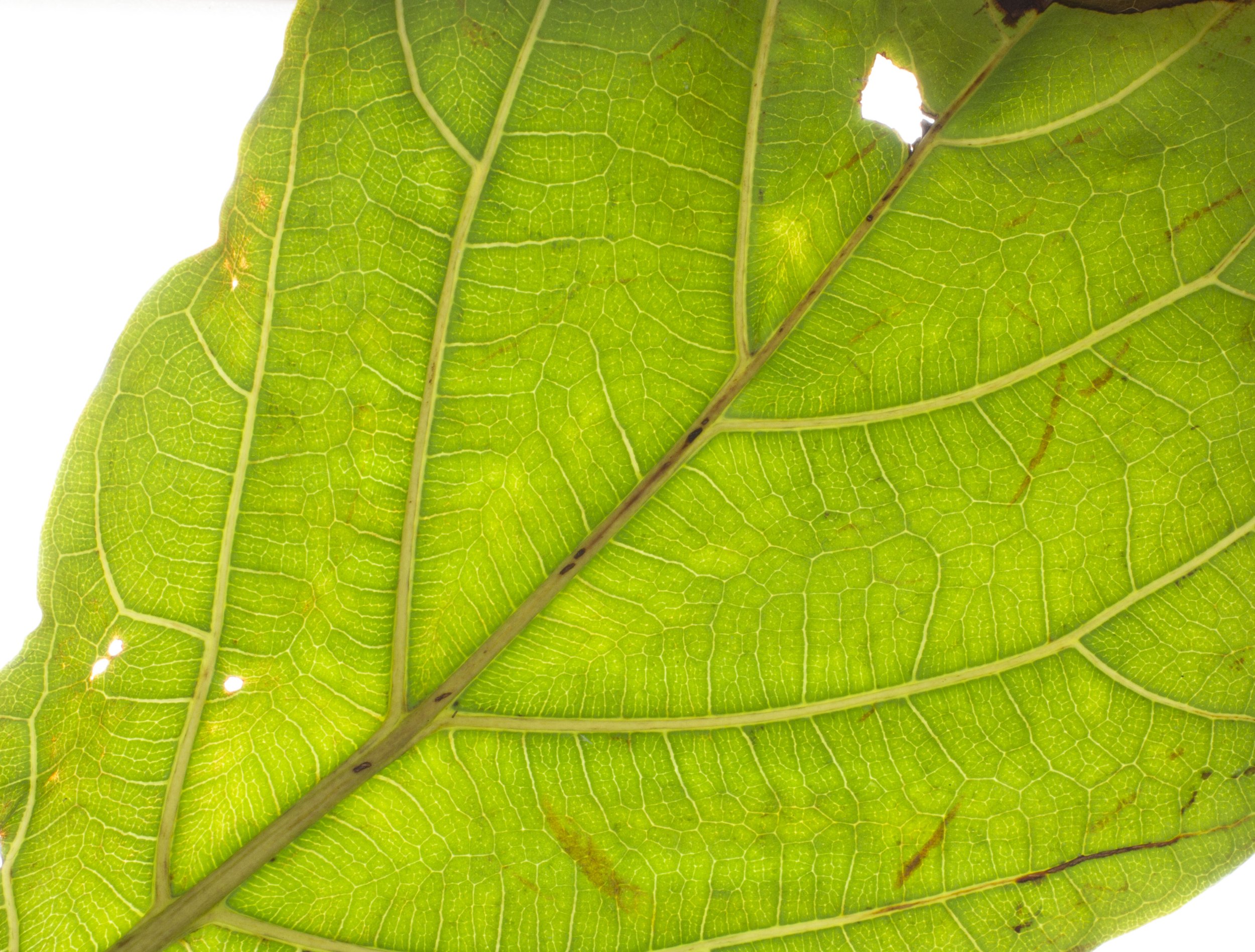 fiddleLeafFig.jpg
