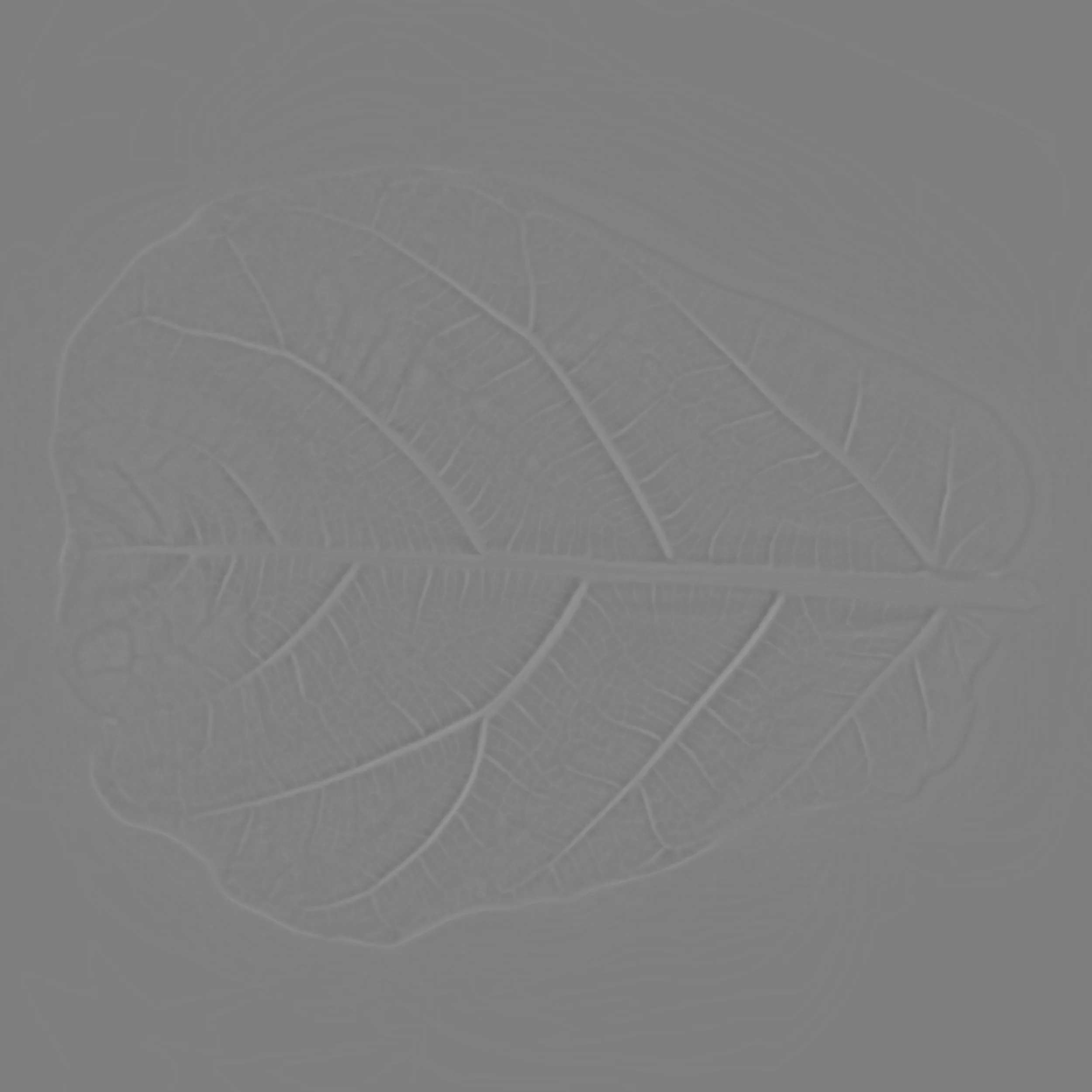 FiddleLeafFig_Back_HeightFine copy.jpg