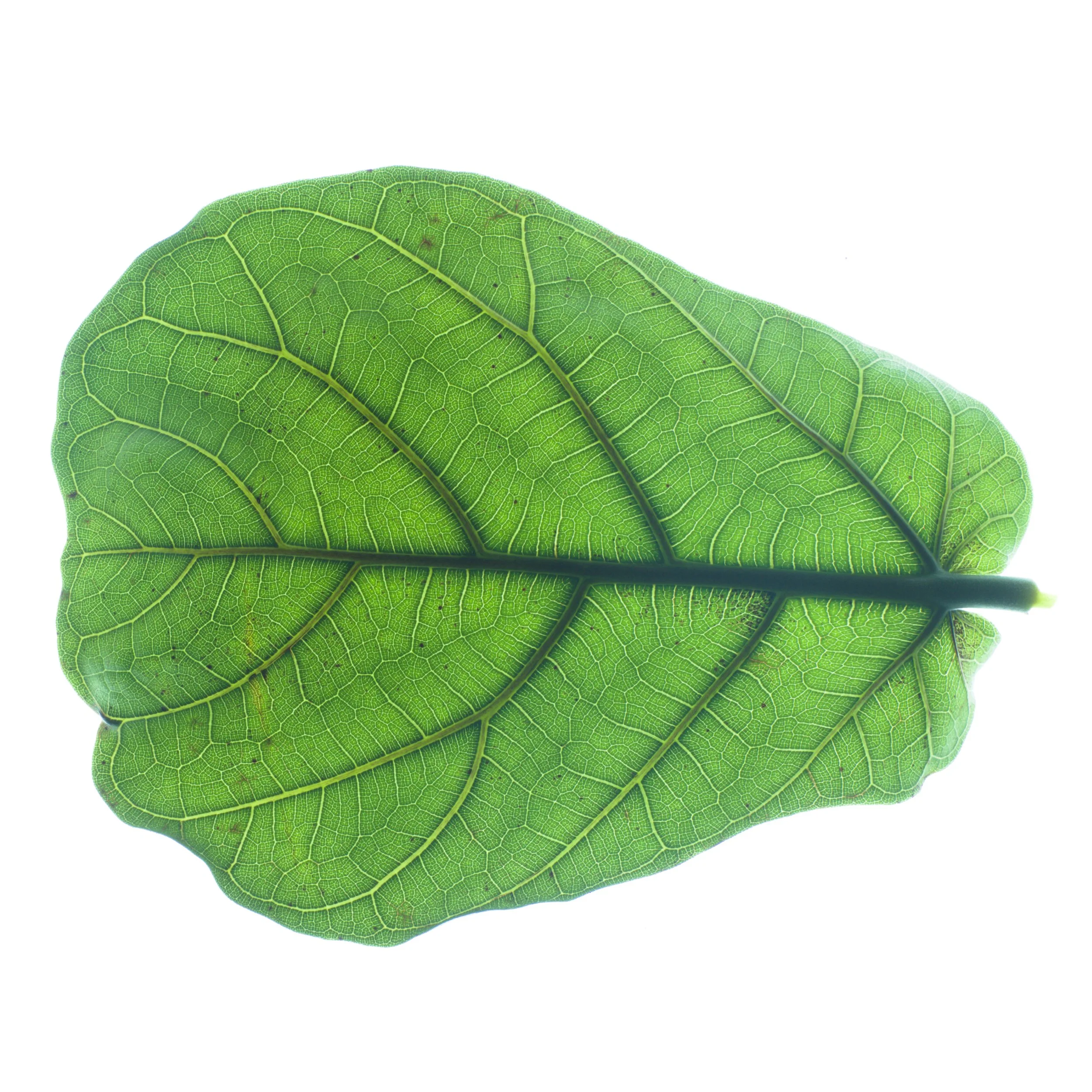 FiddleLeafFig_Back_Translucency.jpg
