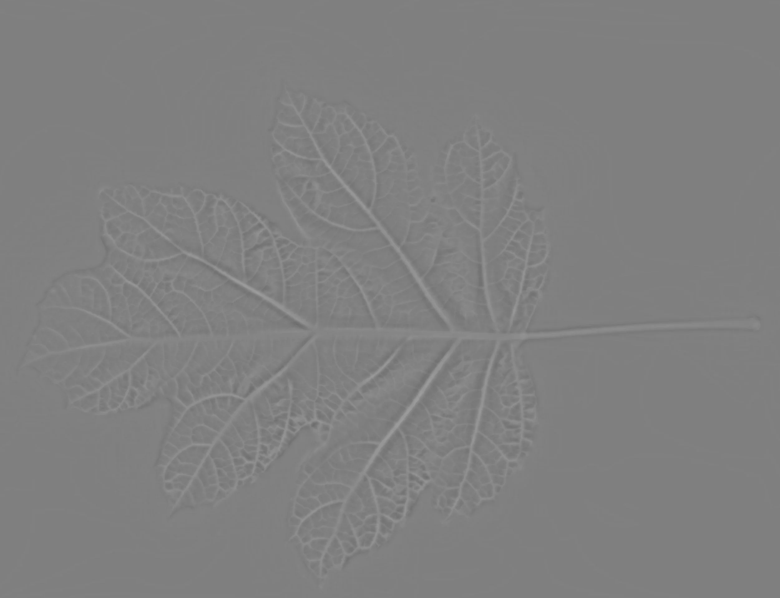 OakleafHydrangea_Back_HeightFine copy.jpg