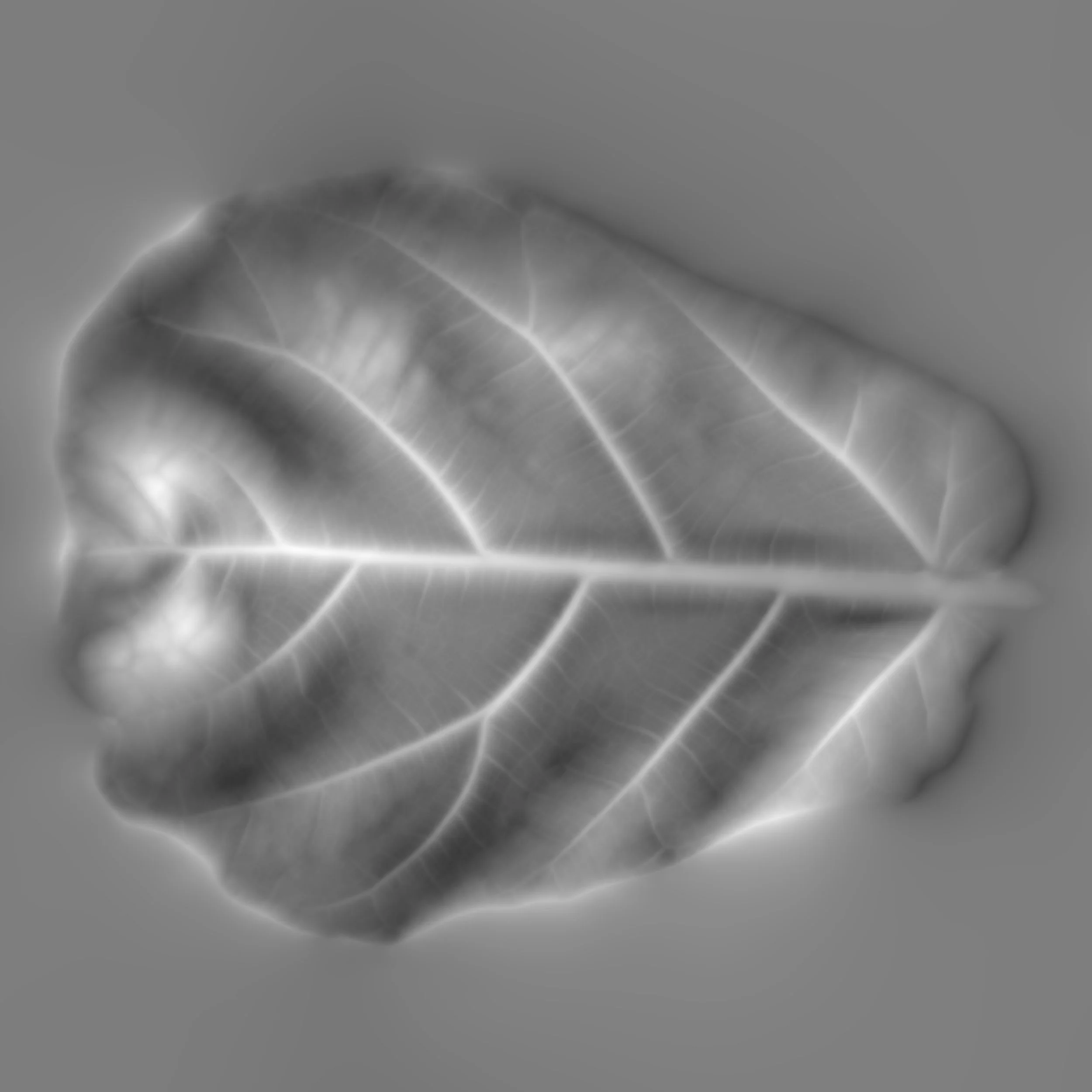 FiddleLeafFig_Back_Height copy.jpg