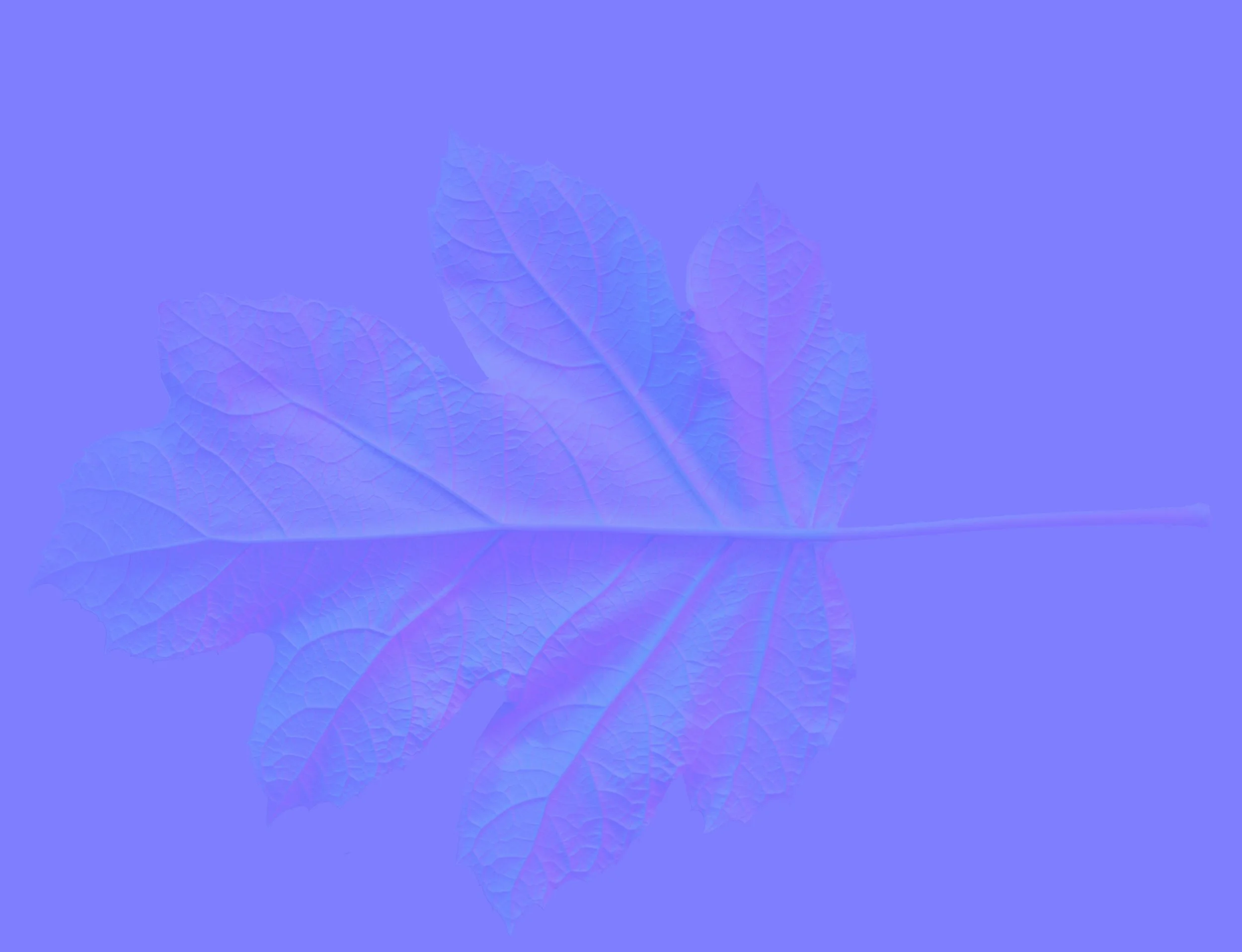 OakleafHydrangea_Back_Normal copy.jpg