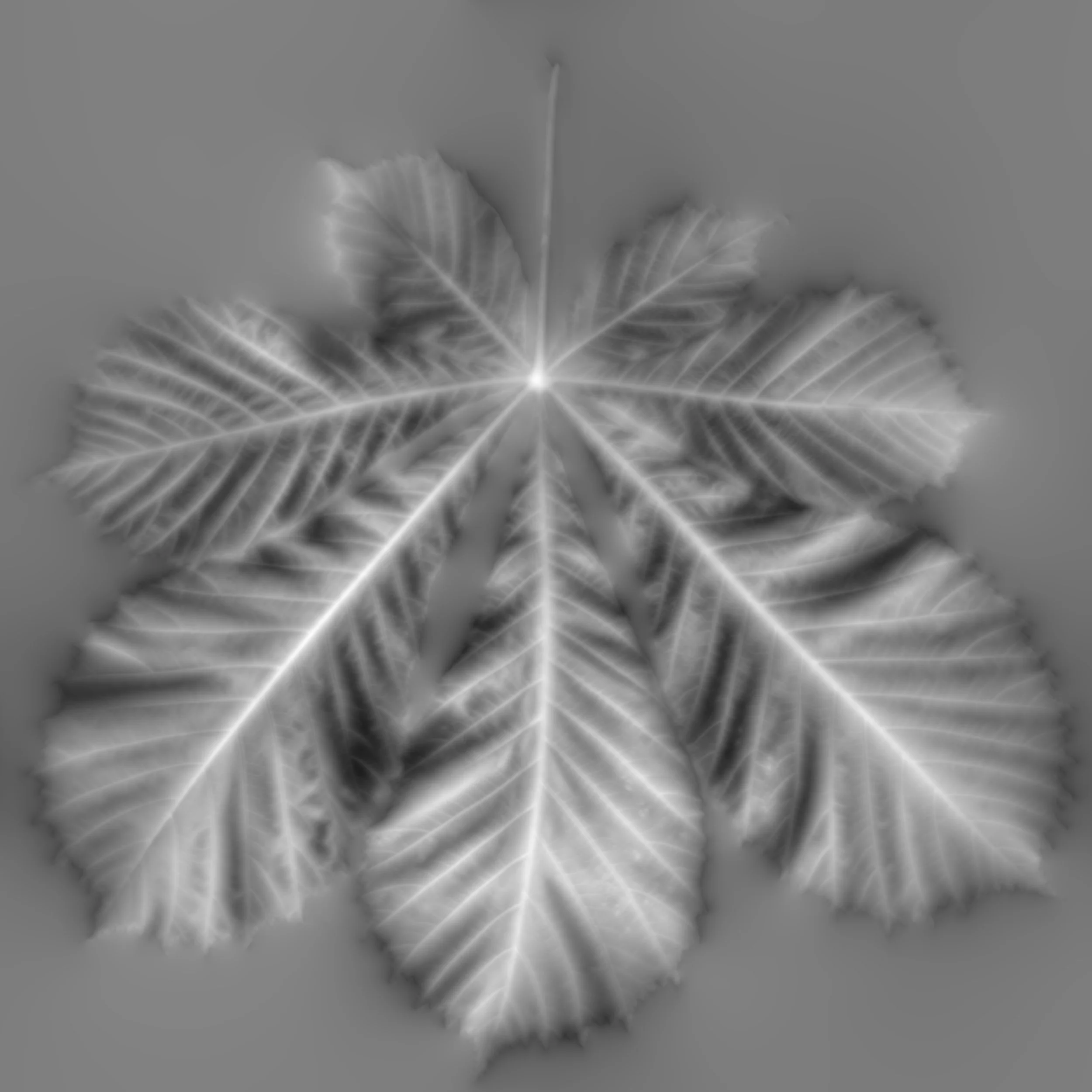 Chestnut_Back_Height copy.jpg