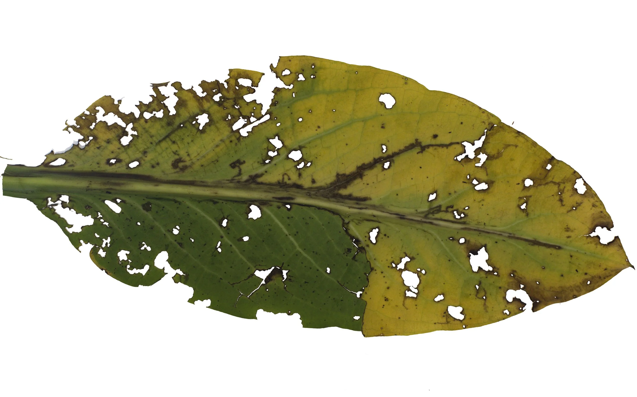 SkunkCabbage5_Back_Color copy.jpg