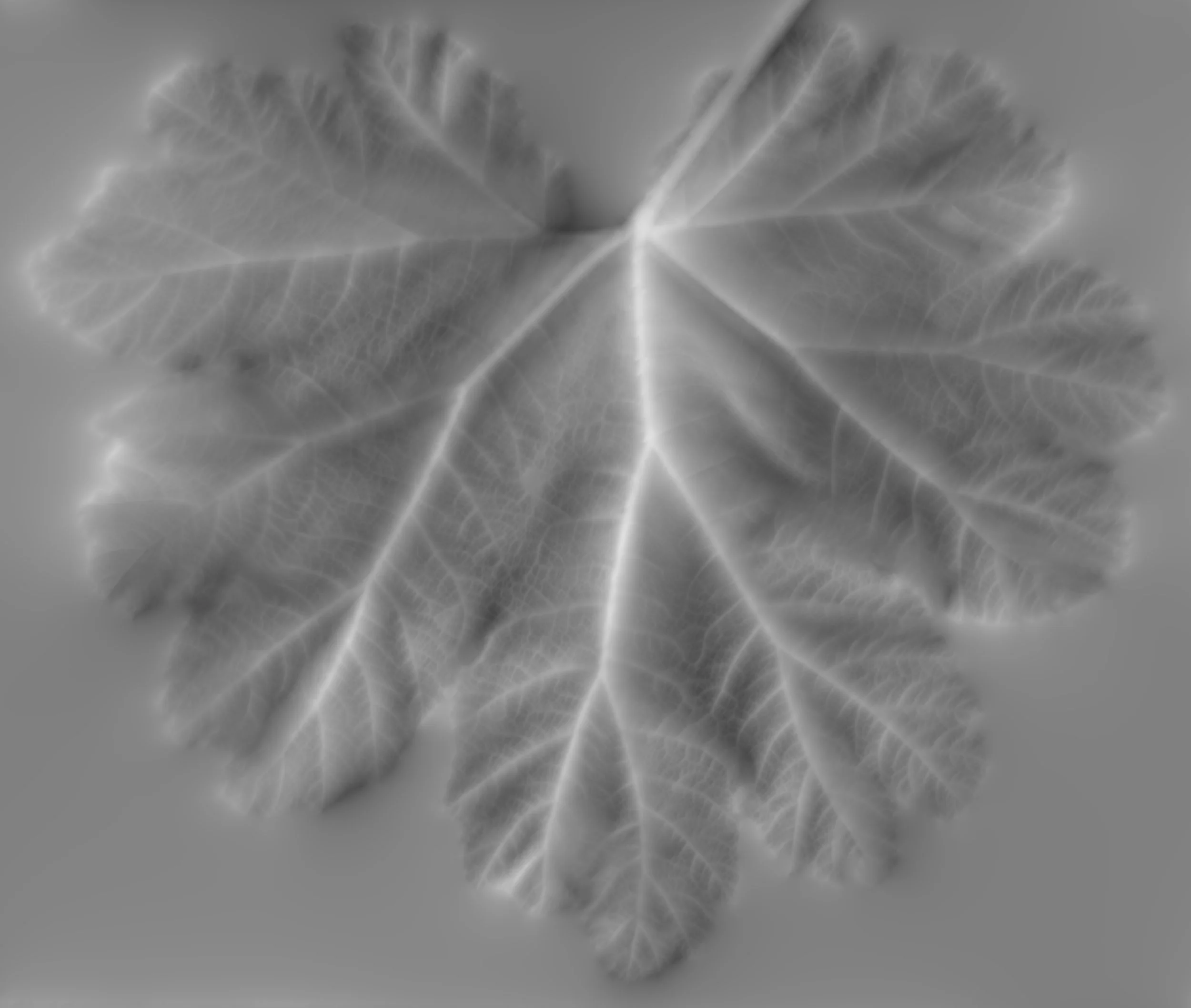 GiantRhubarbSmallWhole_Back_Height copy.jpg