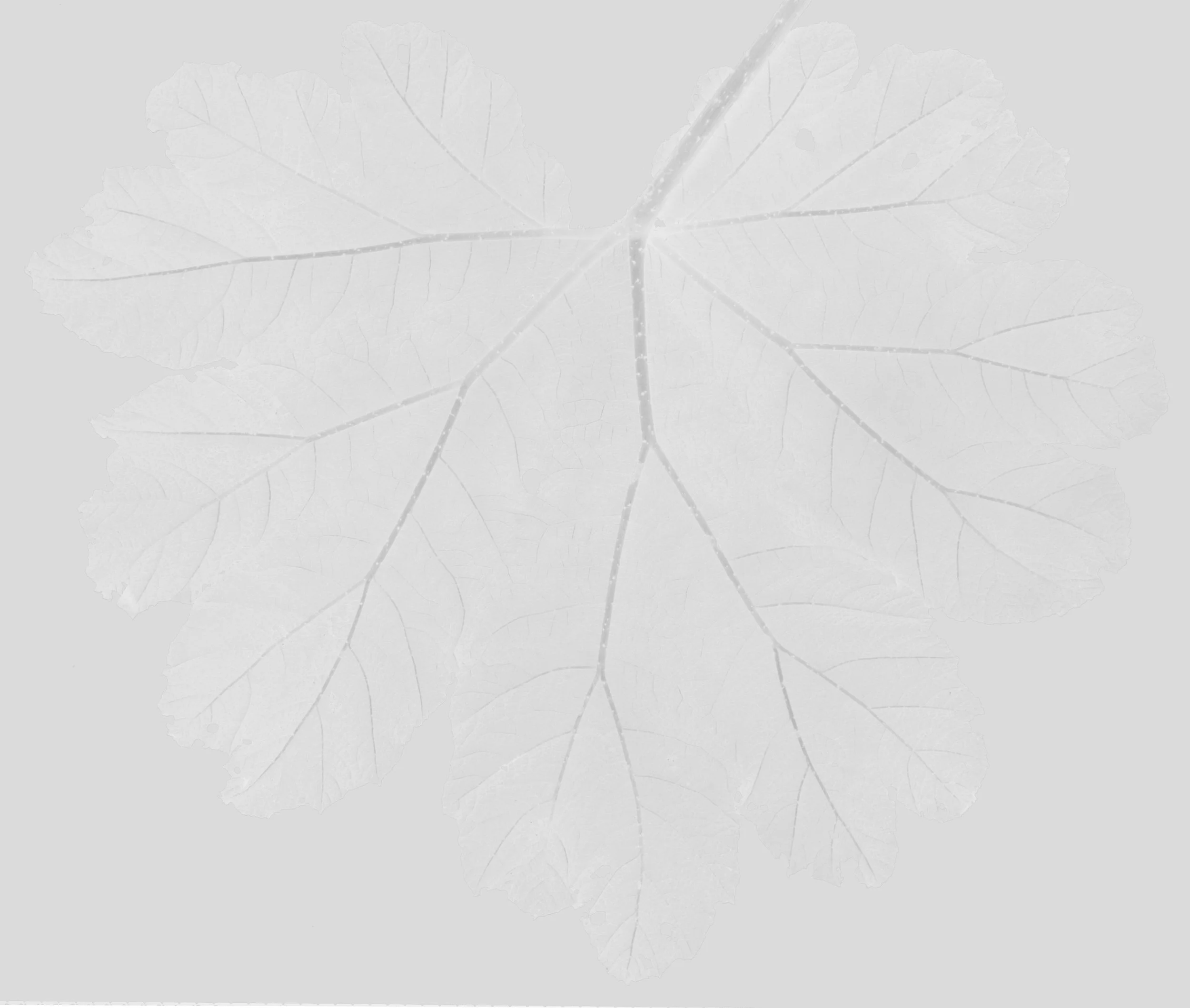 GiantRhubarbSmallWhole_Back_Roughness copy.jpg