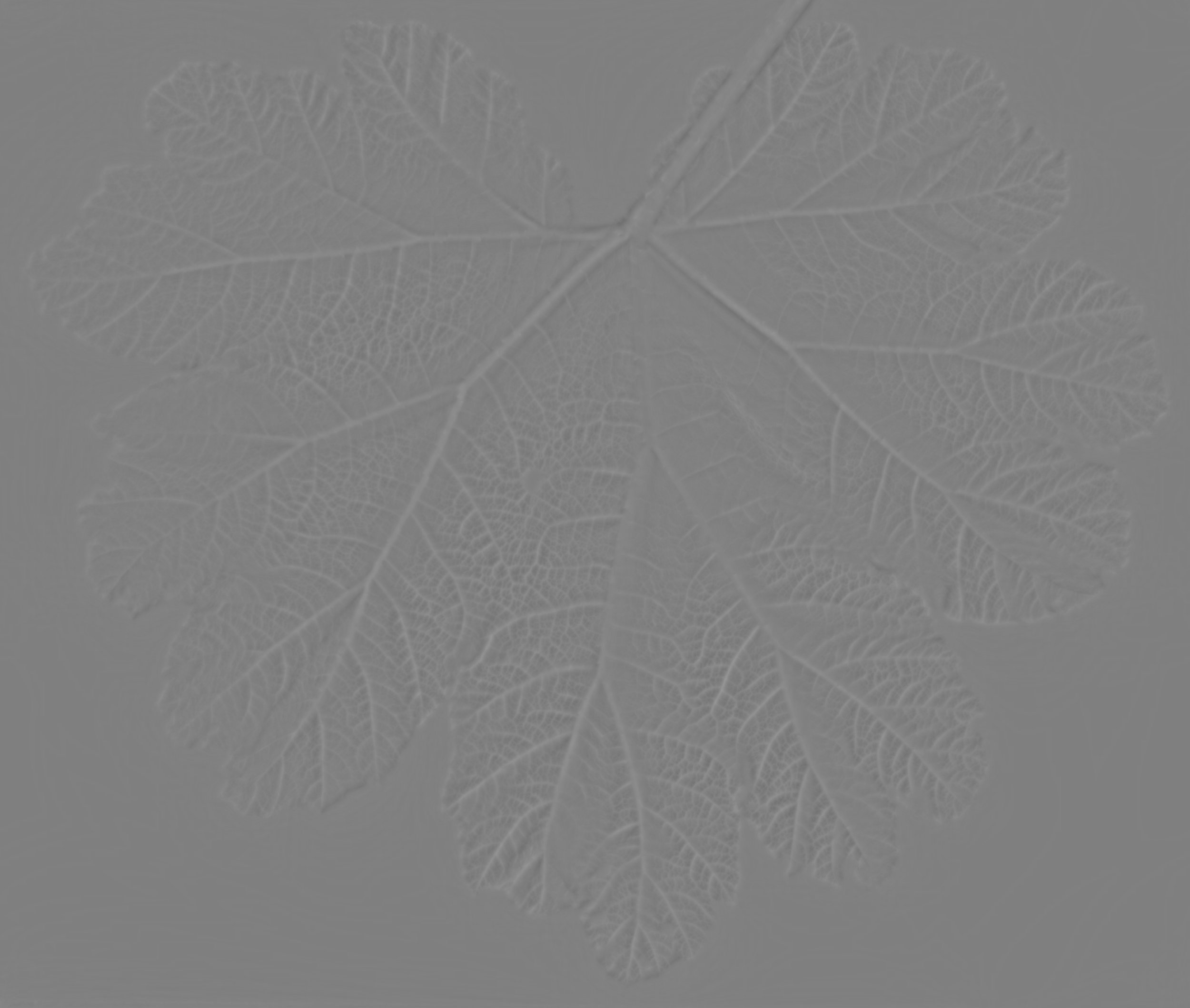 GiantRhubarbSmallWhole_Back_HeightFine copy.jpg