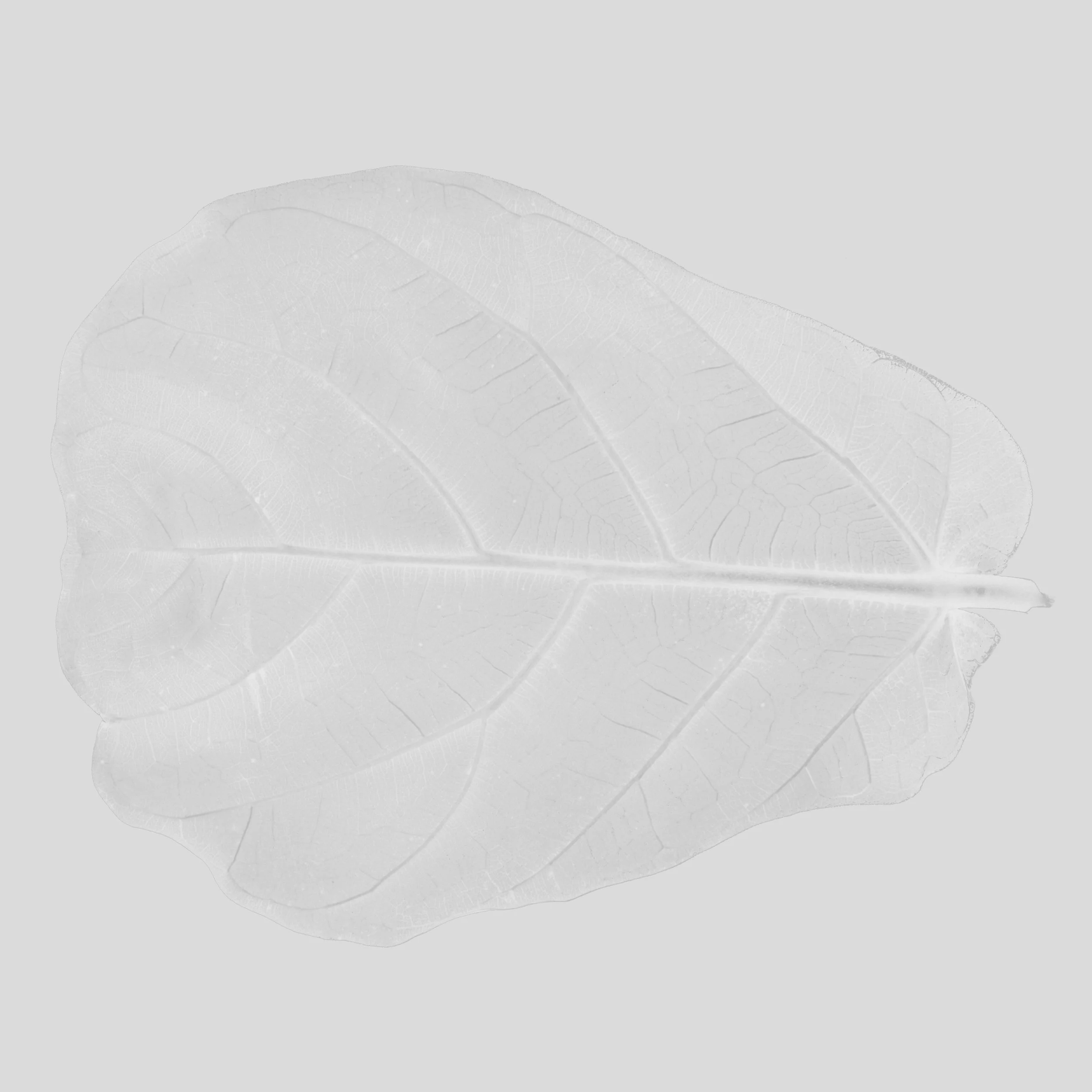 FiddleLeafFig_Back_Roughness copy.jpg